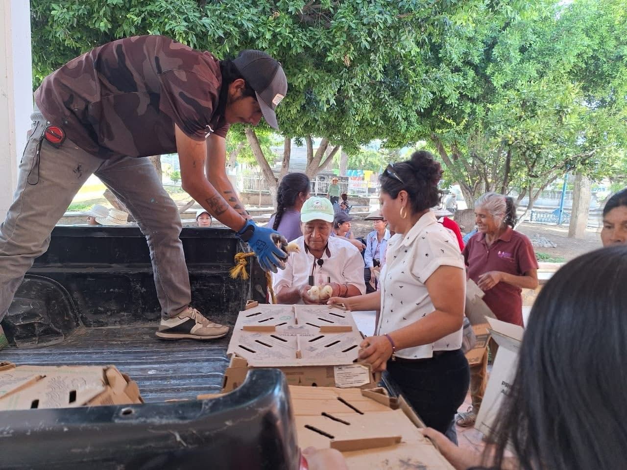 entregaron el Programa municipal de pollitas ponedoras 🐥🐣 para 80 mujeres beneficiarias.
