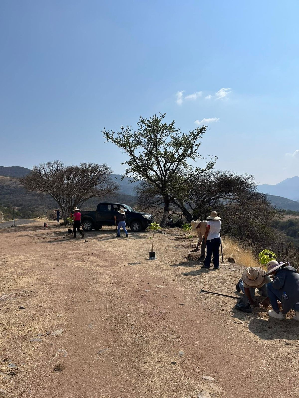 Hoy 1 de mayo estuvimos reforestando con arboles 🌳 en la entrada principal del municipio.